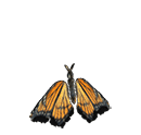 butterfly flying animation