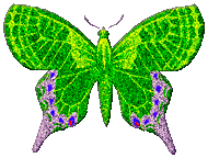 animated butterfly glitter