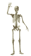 skeleton-animation-1.gif