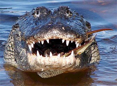 hungy alligator