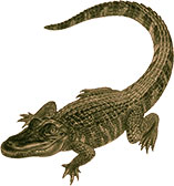 dark alligator