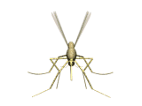 mosquito animated