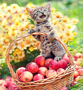 apples kitten