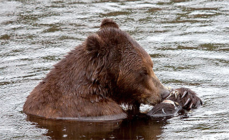 grizzly eating a fish