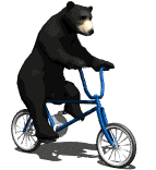 bear on bicycle