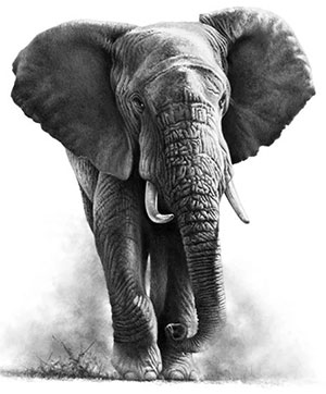 elephant moving fast