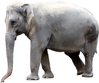 standing elephant image