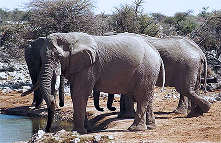 elephants at a water hole