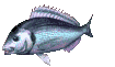 animated fish blue