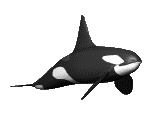killer whale animation