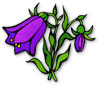 purple bell flower