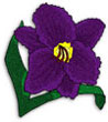 daylily flower