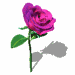 a sleepy rose