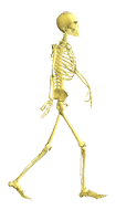cool skeleton animated