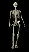 laughing skeleton
