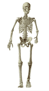 happy skeleton walking