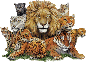 lion big cats