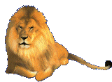 roaring lion animated