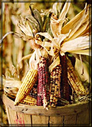 harvest corn image