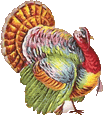 turkey with transparent background