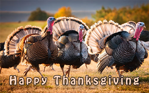 turkeys