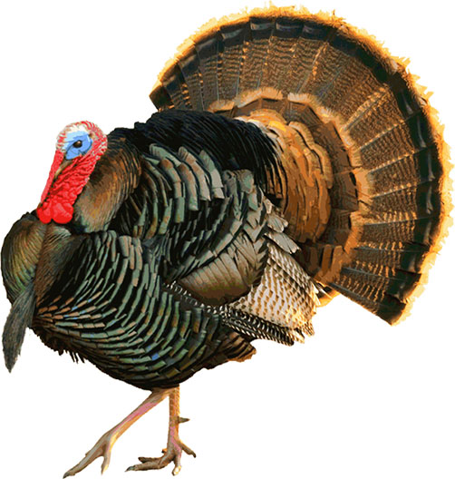large turkey