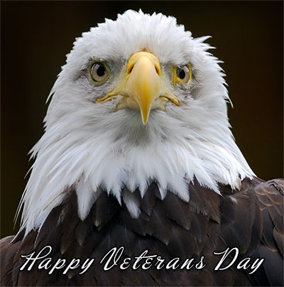 Happy Veterans Day eagle